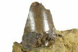 Fossil Partial Tyrannosaurus rex Tooth in Sandstone - Montana #351826-1